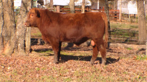 Bull Hill Red Angus Ranch