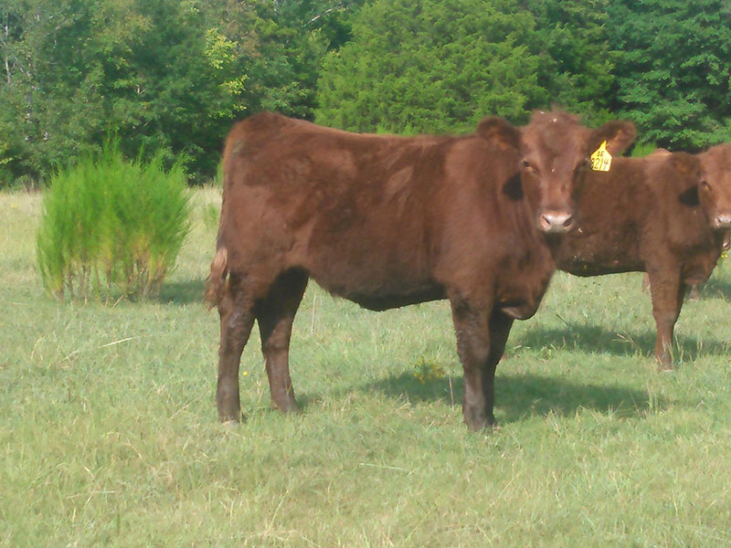 Red Angus Cattle in South Carolina - Red Angus Bulls and Heifers